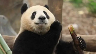 大熊猫“半半”“香果”相继死亡，中国大熊猫保护研究中心等3家单位发布公告