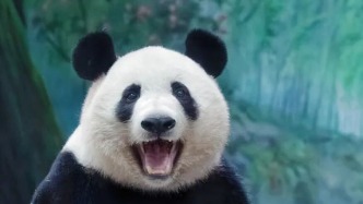 大熊猫“半半”“香果” 先后死亡，中国大熊猫保护研究中心：责令两涉事动物园闭馆整改