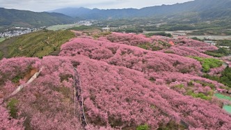 打卡中国｜从樱花温泉开始，到福建清流感受春日生活