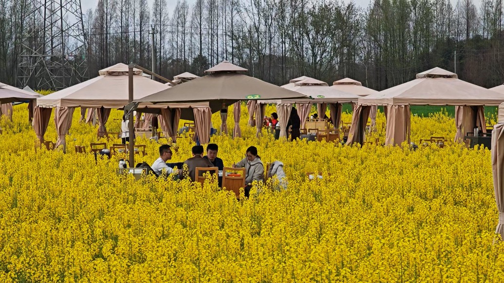 春日新體驗(yàn)！成都人把火鍋搬進(jìn)萬畝油菜花田
