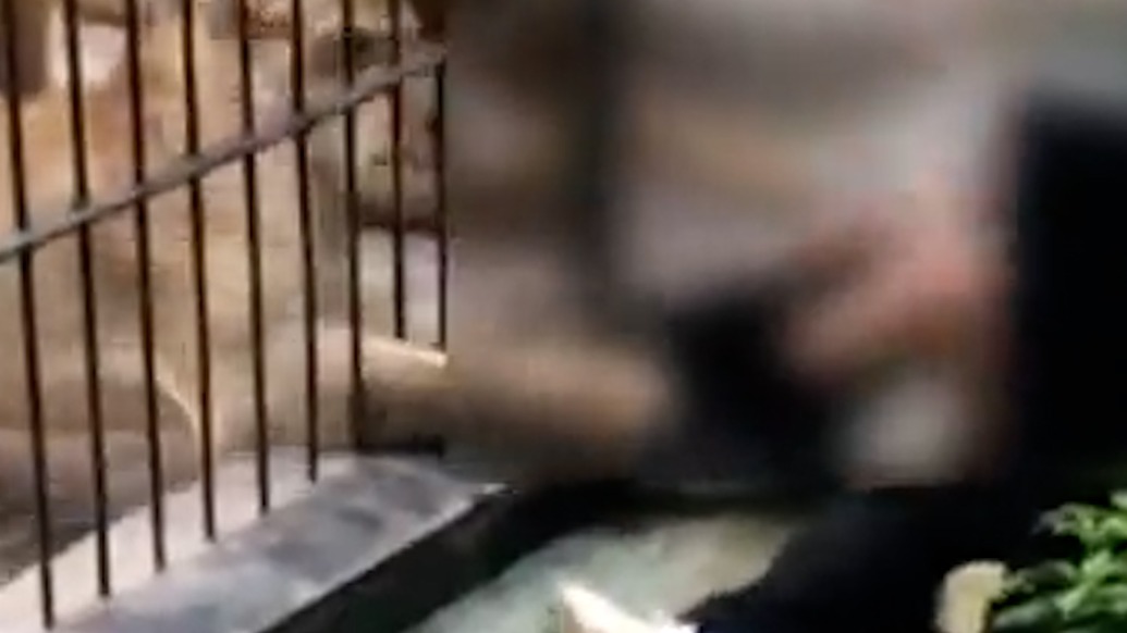 女孩近距离投喂遭笼内狮子拖拽,违规放行的饲养员讲述事发过程