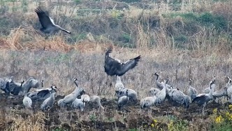 约50只灰鹤在湖北丹江口库区湿地集结，系在此发现种群数量最多的一次
