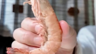 网络博主海鲜市场探店称活虾加工时被调包，多方回应