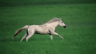 内蒙古锡林郭勒草原上的马中贵族，个头不大却能踏雪行30公里