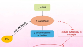 你以为止痛只能靠药？最新研究：干细胞来源的细胞外囊泡能缓解疼痛，降低敏化度