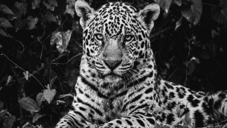 五位中國(guó)攝影師獲獎(jiǎng)，2025年黑白攝影大賽（自然與野生動(dòng)物組）獲獎(jiǎng)作品公布（中）