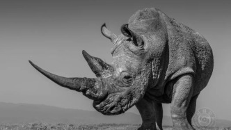 五位中國(guó)攝影師獲獎(jiǎng)，2025年黑白攝影大賽（自然與野生動(dòng)物組）獲獎(jiǎng)作品公布（上）