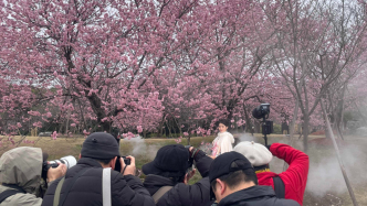 顾村公园早樱迎来盛花期，今年上海樱花节有何不同？