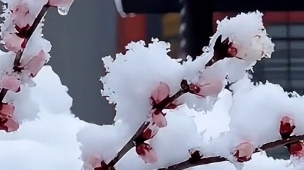 大美中國丨山東青州迎春雪，“江北第一桃花”雪中次第盛開
