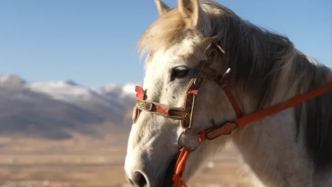 在海拔4000米的川西草原策马奔腾，体验理塘藏马
