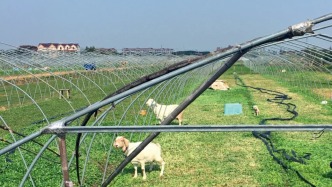 早春野菜，猜猜我从哪里来