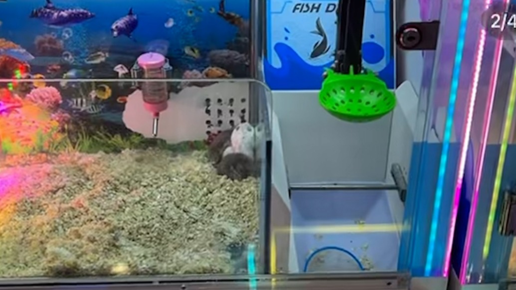 深圳一商场电玩城推出“活体仓鼠娃娃机”，目前已全部下架