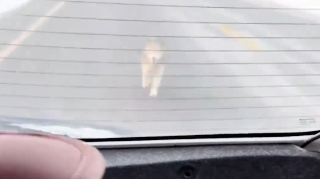 狗狗追车数公里“求助”，被救后竟很快生下3个狗宝宝