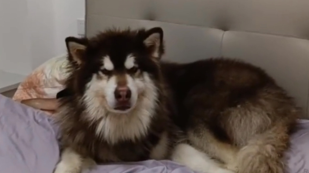 重慶一女子花600元買下送狗肉館途中的140斤狗