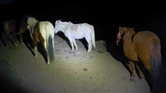 甘孜民警雪夜寻马，通宵翻山搜寻100多公里找回牧民失踪马匹