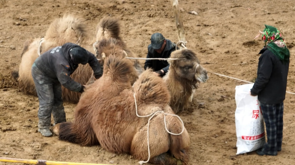 氣溫回升駱駝“換衣” ，新疆巴州牧民變身理發(fā)師