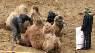 气温回升骆驼“换衣” ，新疆巴州牧民变身理发师