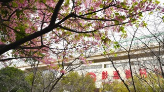 魔都眼｜在早櫻中看見春天的降臨，用鏡頭記錄城市生活的美好