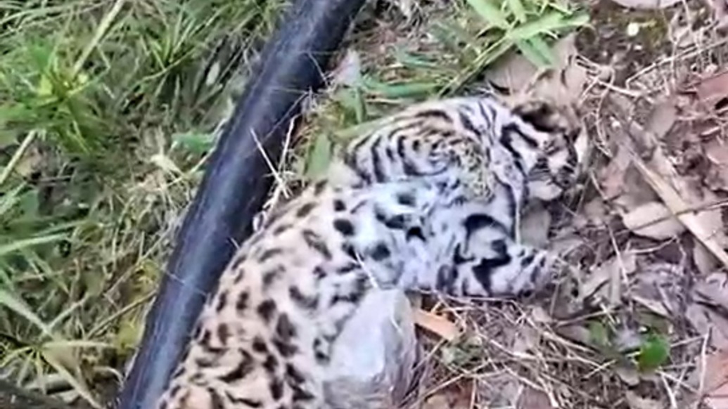 民宿老板徒步發(fā)現(xiàn)的豹紋動(dòng)物尸體確認(rèn)為豹貓，云南麗江林草部門派員處置 