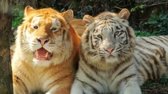 两只老虎被网友戏称“没头脑”和“不高兴”，饲养员：它们很聪明，高兴的时候也多