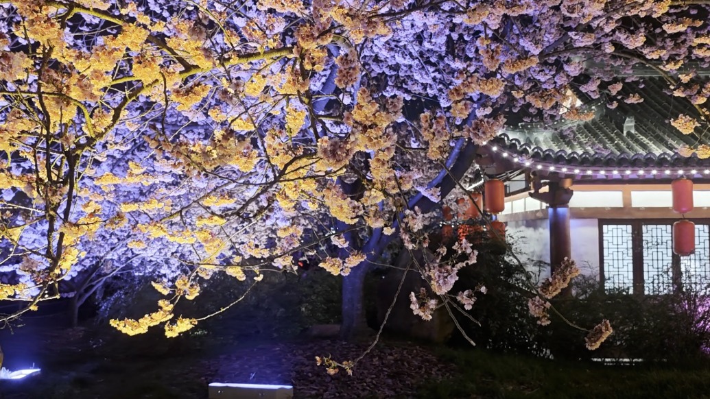 武漢東湖櫻花季啟動，本周末至下周末為早櫻合適觀賞期