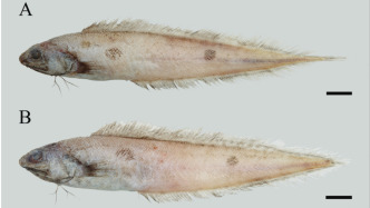 上海科研团队发现鱼类新物种：体侧有2枚或3枚黑色眼状斑
