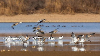 两会专访｜宁夏政协主席陈雍：从“归来”的故事看宁夏生态之变