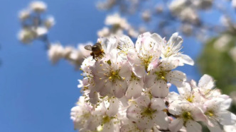 上海下周先降温再升温，最暖预计可达18℃
