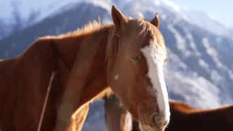 新疆昭蘇上演萬馬奔騰，天馬踏雪迎新年，送你一整年馬到成功