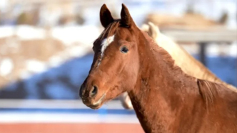 甘肃青海交界的这片草原，为何能育出军马界的“六边形战士”？