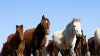 中国三大名马之一河曲马的诞生地，海拔3400米的湿地太美了
