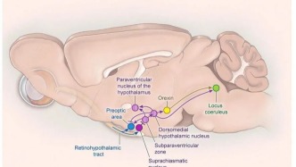 腦聲常談｜覺醒與睡眠的神經(jīng)環(huán)路