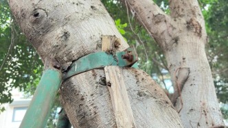 夜讀｜感受一棵樹的疼