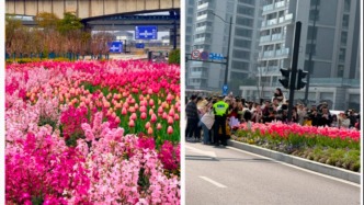 杭州绿化带郁金香火成“出片圣地”，男生拍照被骂的季节又到了