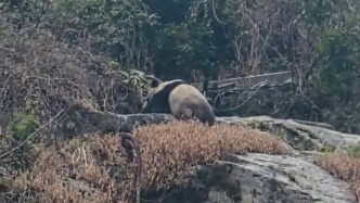 前方国宝出没！游客又又又在四川雅安偶遇野生大熊猫