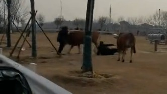 黄牛乱窜顶拱倒地男子，街道办：养殖户疏于看管