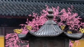 此刻姑苏｜黄墙红梅里的江南禅意