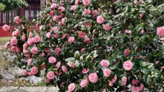 此刻姑苏｜一树茶花闹春深