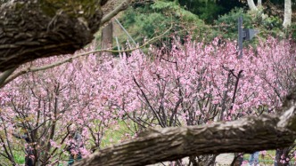 上海活人感最强的公园，又上新了