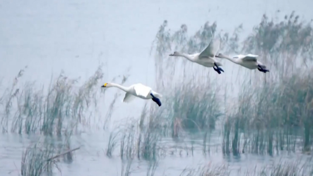 春日歸巢，首批野生天鵝陸續(xù)回歸巴音布魯克