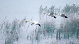 春日归巢，首批野生天鹅陆续回归巴音布鲁克
