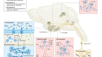 脑声常谈｜防御环路：威胁反应中的脑-体回路