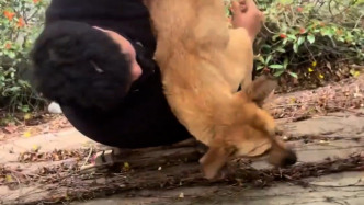 巡线偶遇小狗被困防护网，电力工人借来梯子冒雨解救