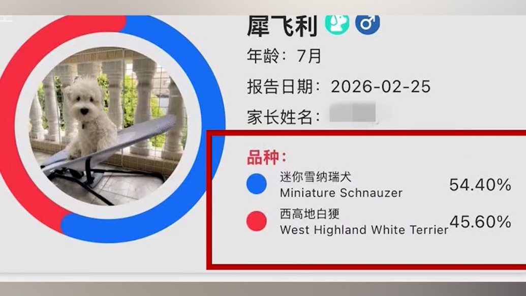 315｜消費(fèi)者稱花費(fèi)六千元購買純種西高地犬被騙，商家稱正常情況下合同會(huì)寫明“混血”