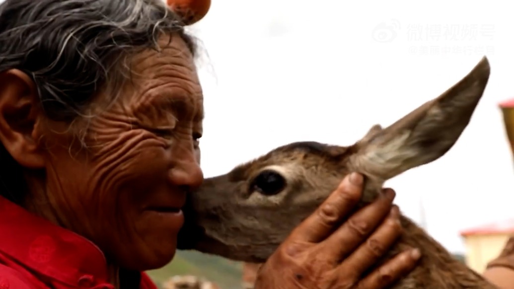 向秋拉姆获公示为优秀共产党员拟推荐对象，生前被称为“马鹿天使”