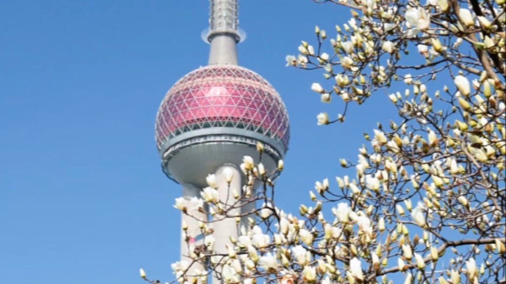 上海的春天太美啦，陆家嘴是玉兰味的