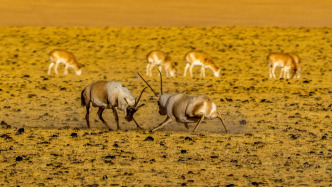 生态环境部部长黄润秋：青藏高原的藏羚羊已增长到30多万只