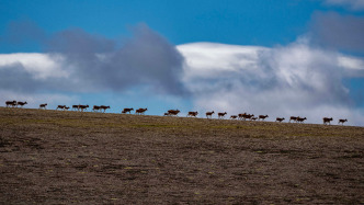 生态环境部部长黄润秋：长江大保护10年，青藏高原再现了“万羊齐奔”的壮美景观