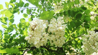 夜讀丨槐花，一封未貼郵票的家書