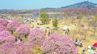 上海乡村春游季周末启幕：55条推荐线路串联沪郊最美春光